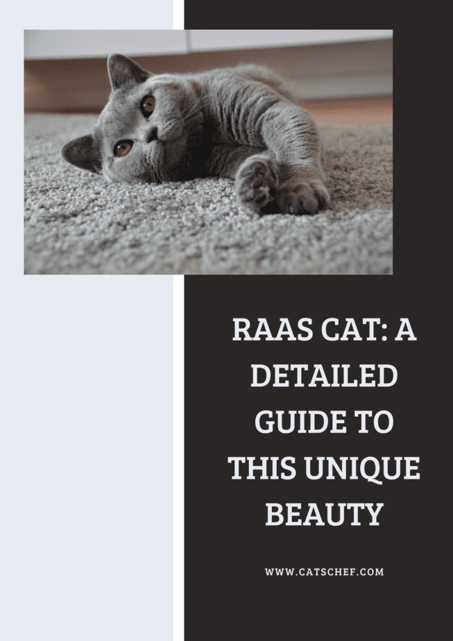 Raas Kedisi: Bu Eşsiz Güzellik İçin Detaylı Bir Rehber