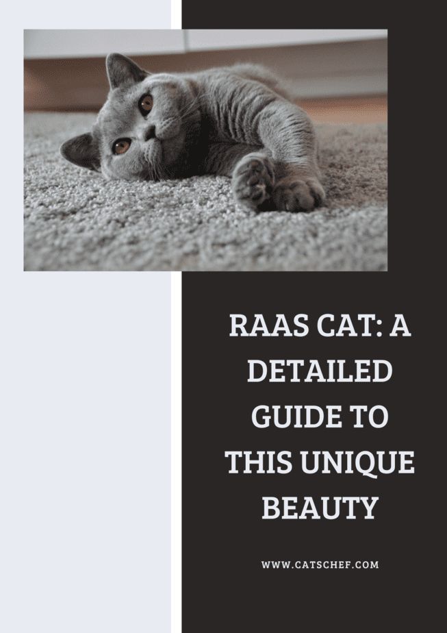 Raas Cat: A Detailed Guide To This Unique Beauty