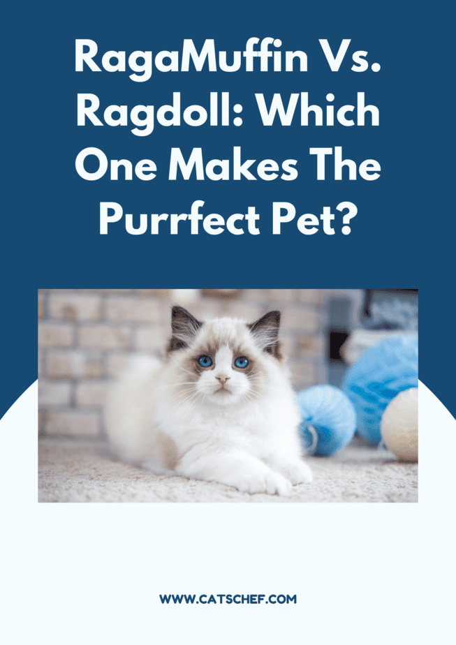 RagaMuffin Vs. Ragdoll: Which One Makes The Purrfect Pet?