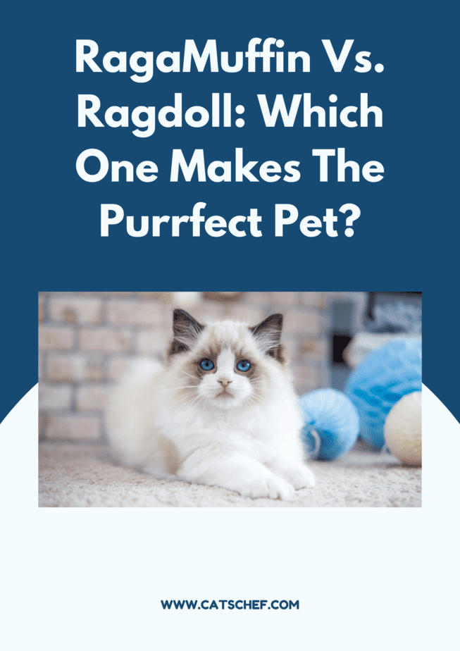 RagaMuffin Vs. Ragdoll: Hangisi Mükemmel Bir Evcil Hayvan Olur?