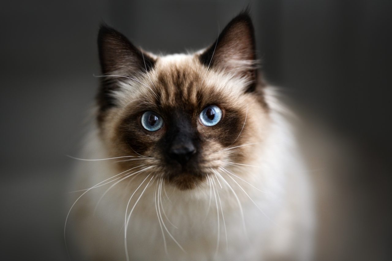6 Ragdoll Cat Behavior Problems: Beauty And The Beast?
