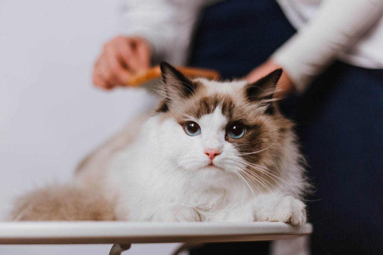 6 Ragdoll Cat Behavior Problems: Beauty And The Beast?