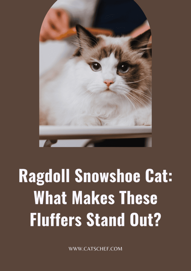Ragdoll Snowshoe Kedisi: Bu Pofudukları Öne Çıkaran Nedir?