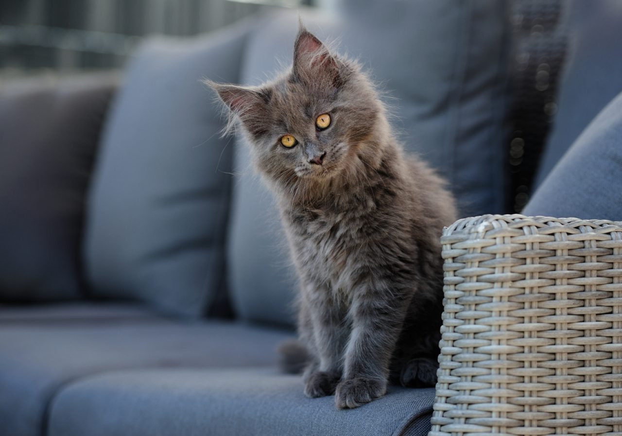 Rarest Maine Coon Colors What's There To Know