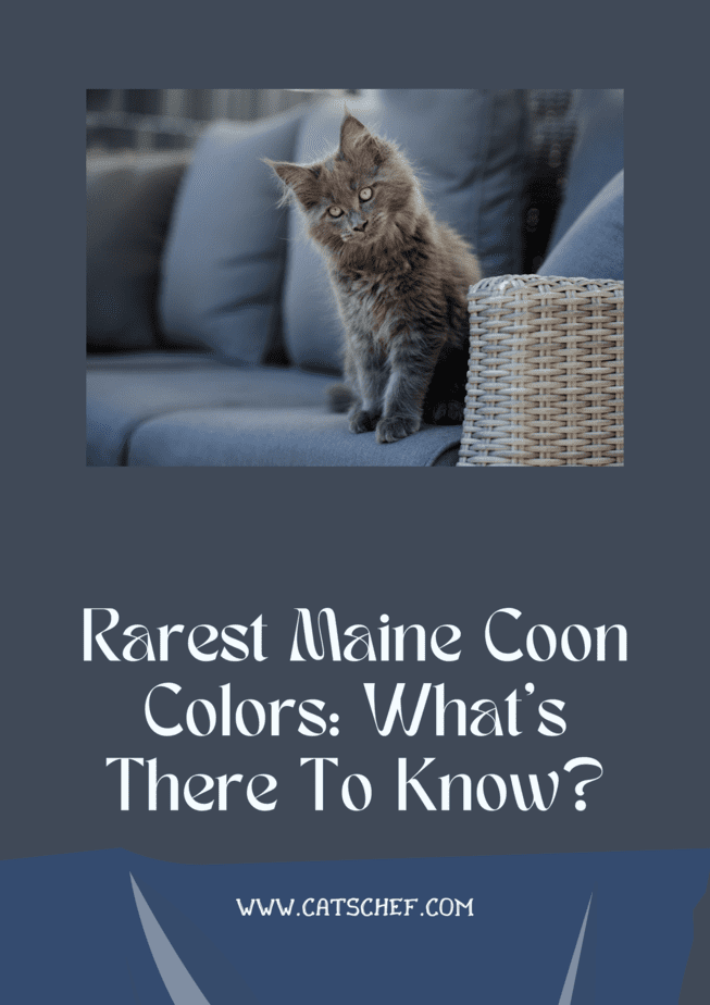 Rarest Maine Coon Colors: What's There To Know?