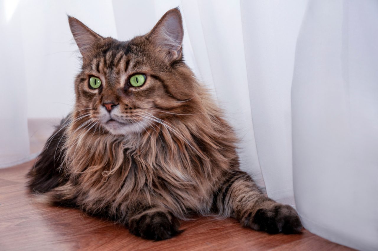 Savannah Maine Coon Mix: Are You Looking For A Giant?