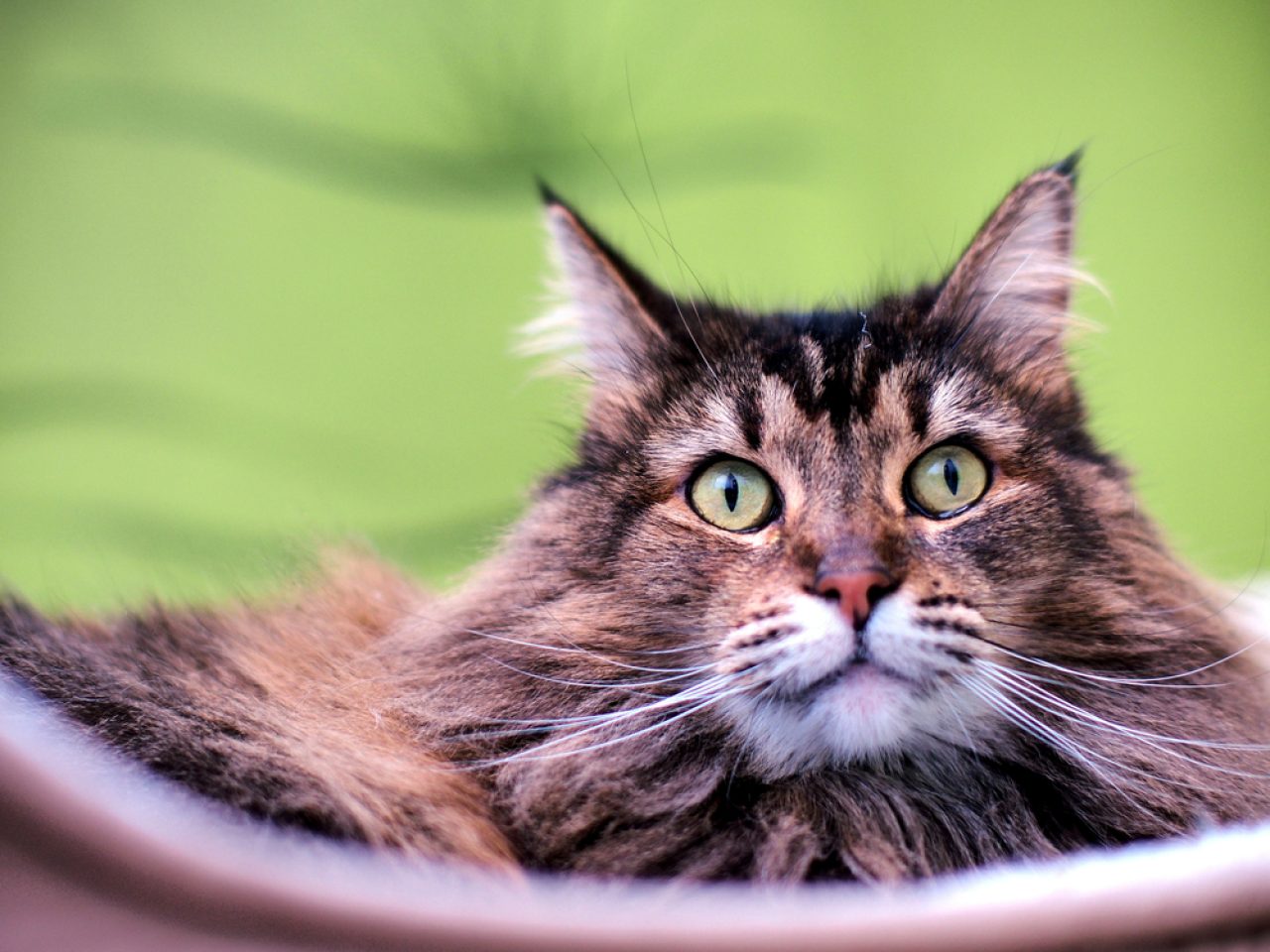 Savannah Maine Coon Mix: Are You Looking For A Giant?