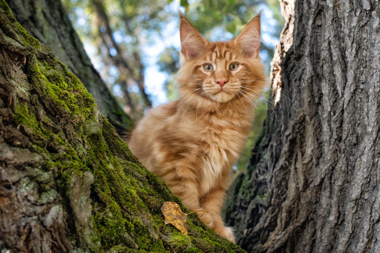 Savannah Maine Coon Karması: Bir Dev mi Arıyorsunuz?