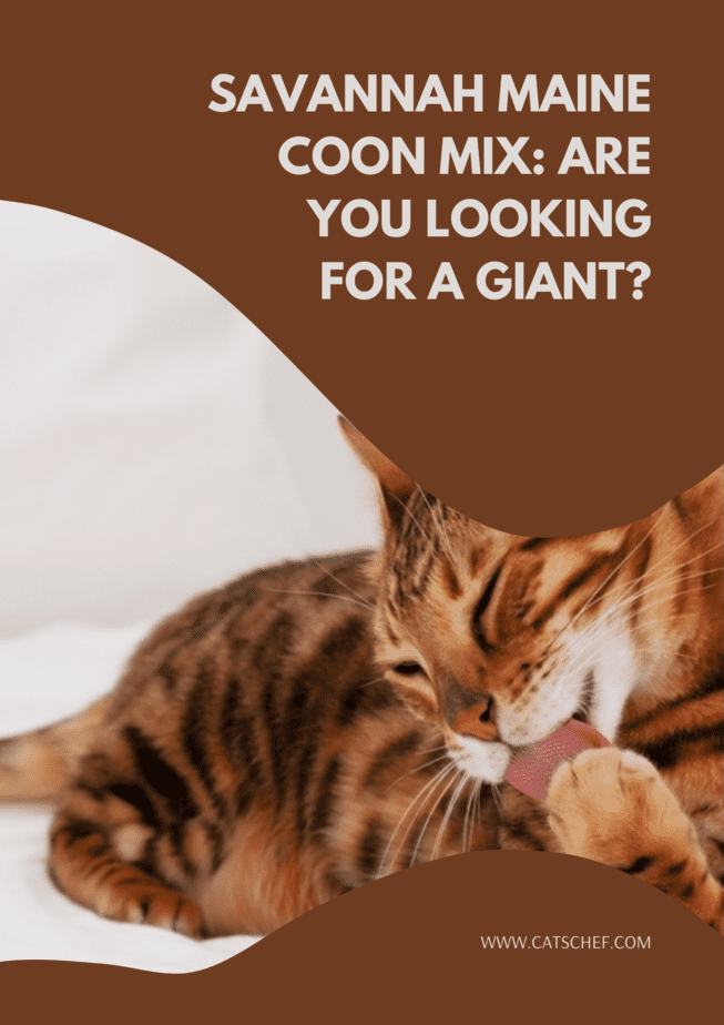 Savannah Maine Coon Mix: Are You Looking For A Giant?