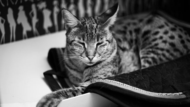 Savannah Maine Coon mix