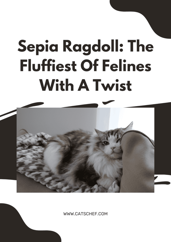 Sepia Ragdoll: The Fluffiest Of Felines With A Twist