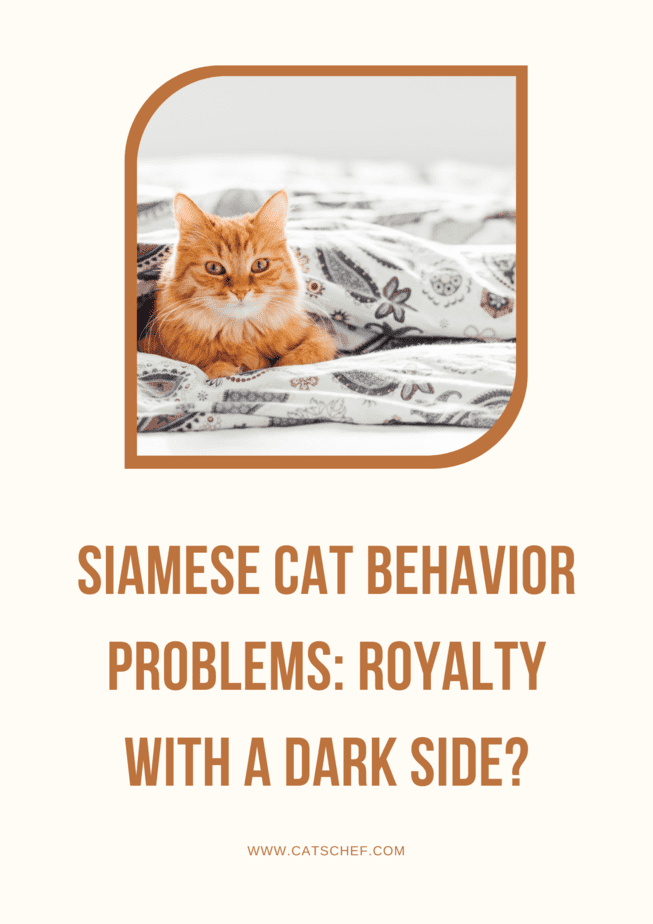 Siamese Cat Behavior Problems: Royalty With A Dark Side?