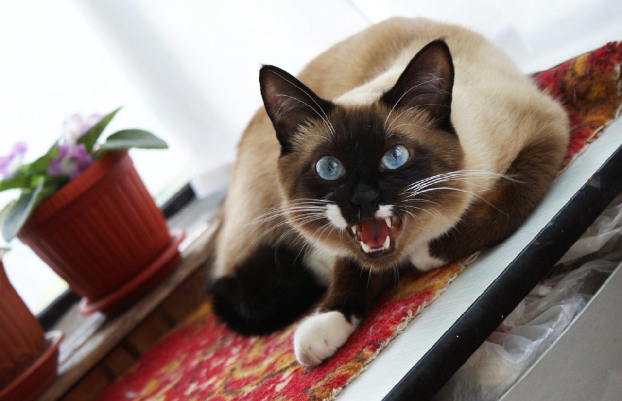 Siamese Cat Meowing: The Great Many Siamese Cat Sounds