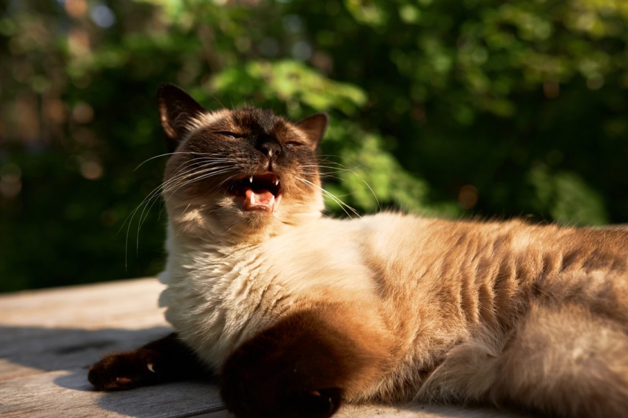 Siamese Cat Meowing: The Great Many Siamese Cat Sounds