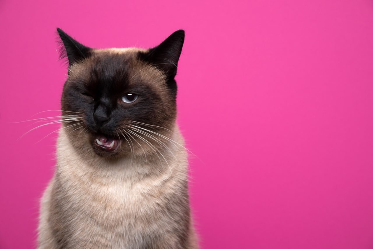 Siamese Cat Meowing: The Great Many Siamese Cat Sounds