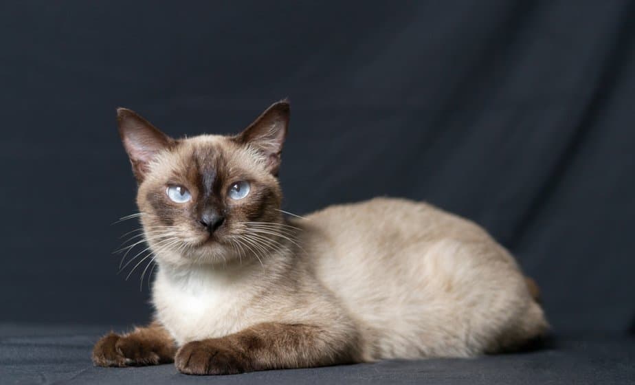 Siamese Cat Meowing: The Great Many Siamese Cat Sounds