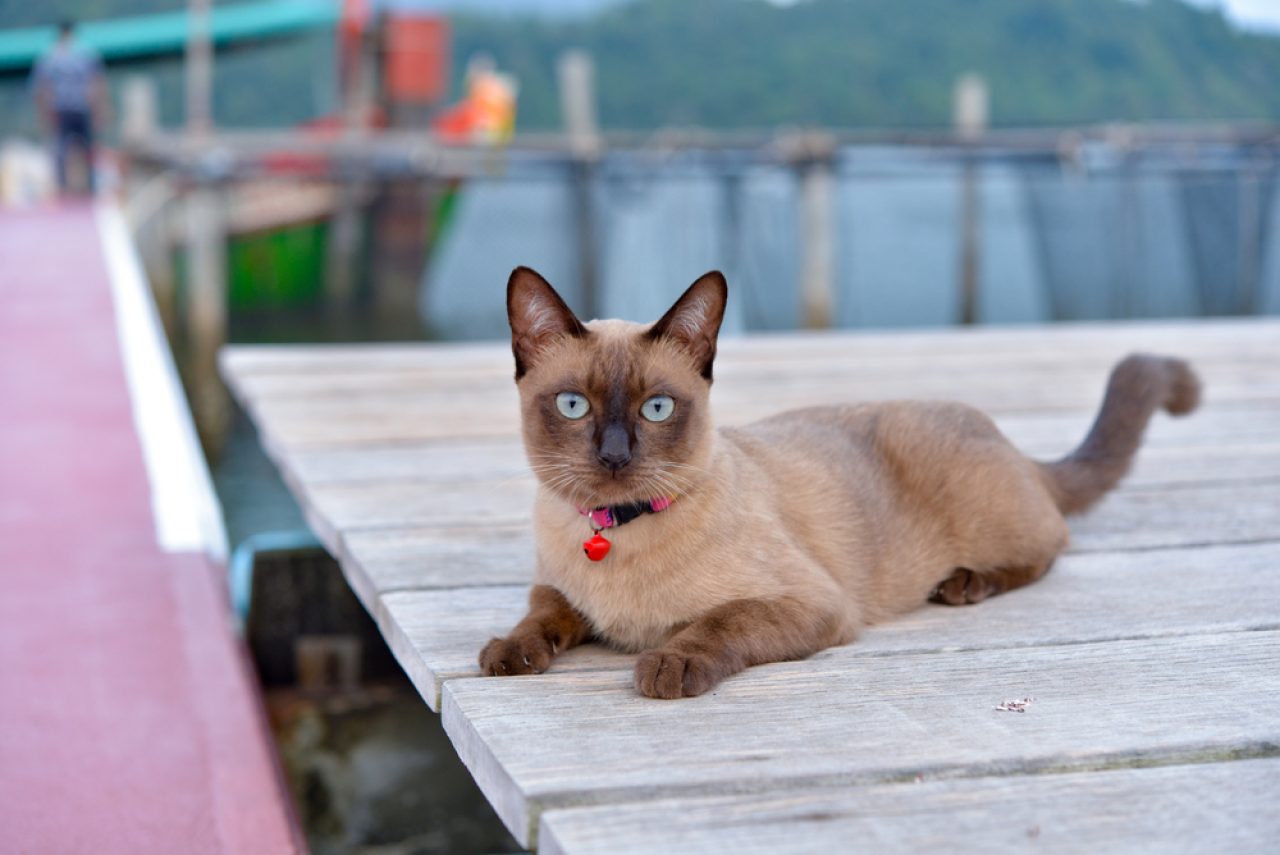 Siamese Cat Meowing: The Great Many Siamese Cat Sounds