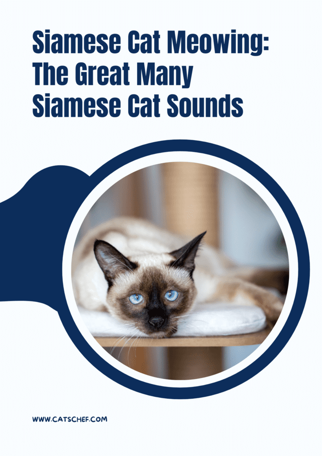 Siamese Cat Meowing: The Great Many Siamese Cat Sounds