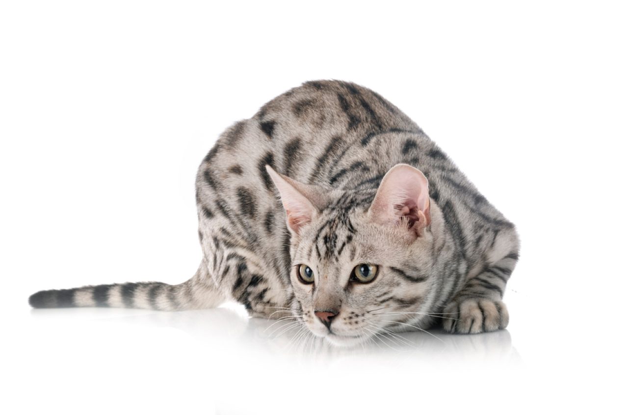 Silver Bengal Cat: The Rosette Patterned Bundle Of Energy