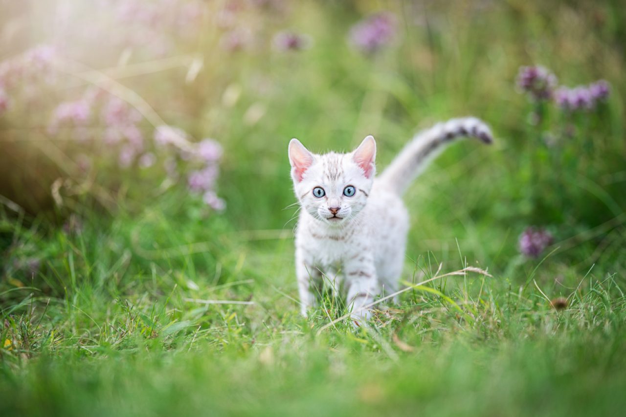 Silver Bengal Cat: The Rosette Patterned Bundle Of Energy