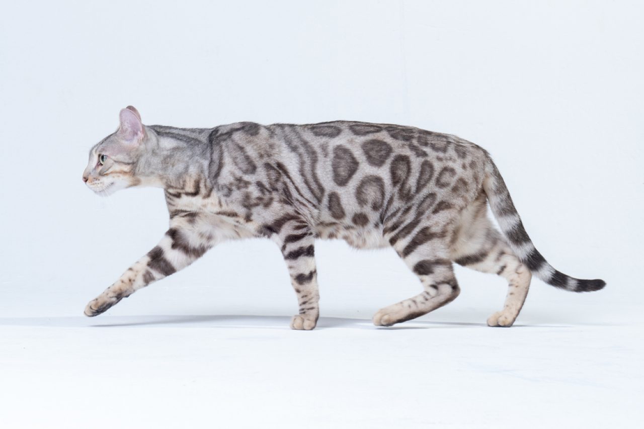 Silver Bengal Cat: The Rosette Patterned Bundle Of Energy