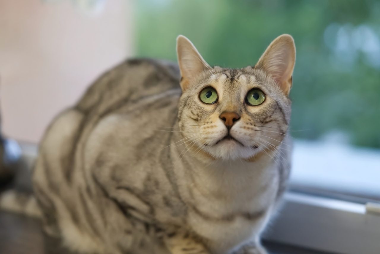 Silver Bengal Cat: The Rosette Patterned Bundle Of Energy