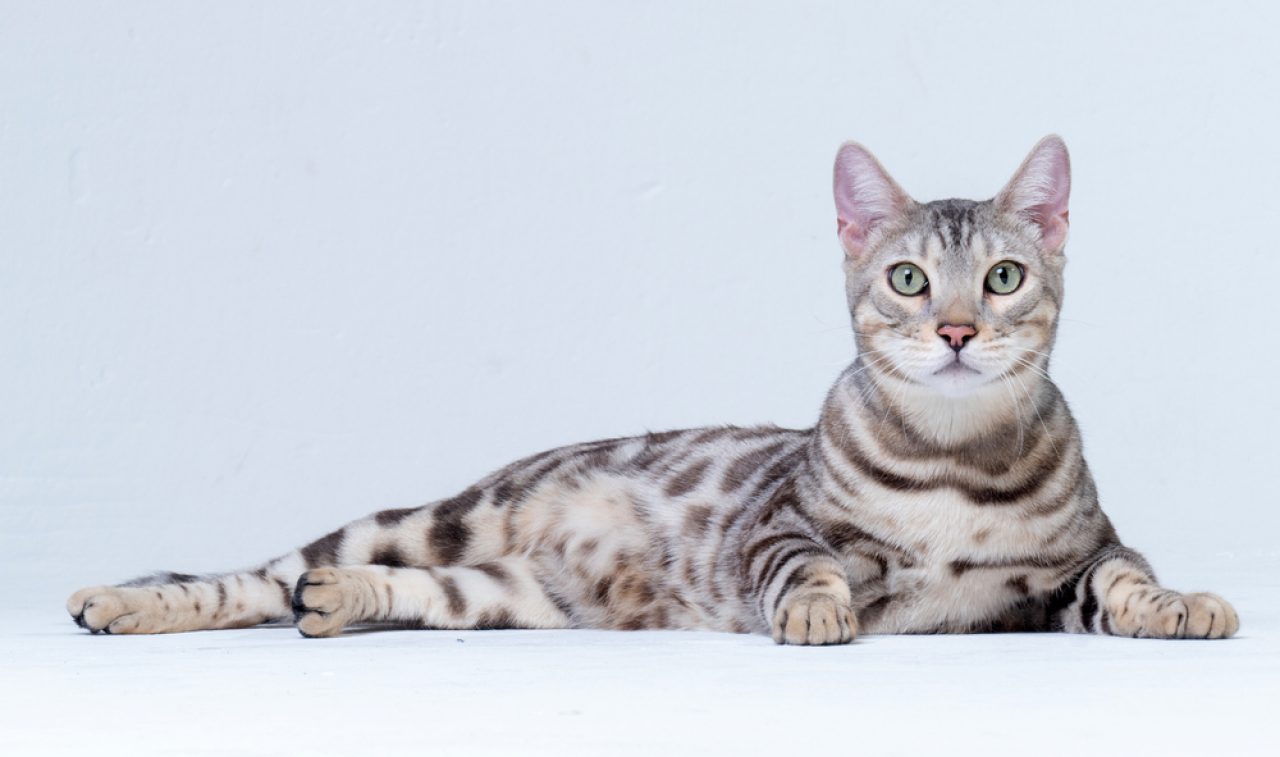 Silver Bengal Cat: The Rosette Patterned Bundle Of Energy