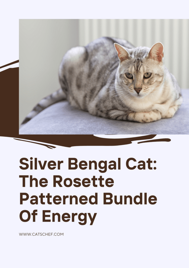 Gümüş Bengal Kedisi: Rozet Desenli Enerji Demeti