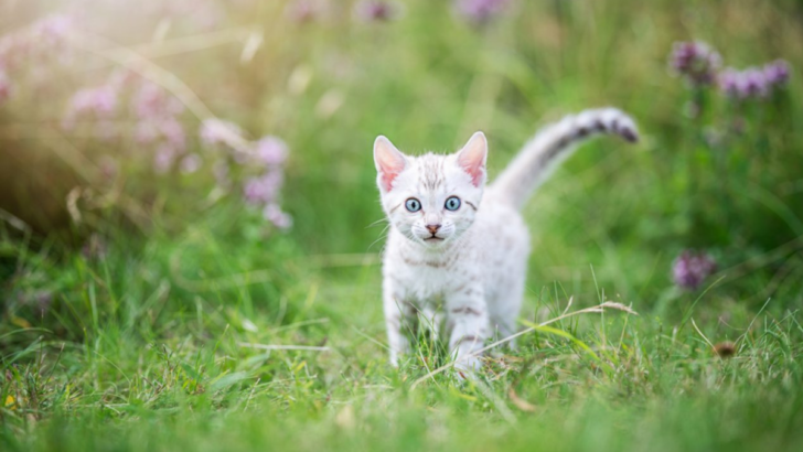 Silver Bengal Cat: A Rosette-Patterned Bundle of Energy with Unique Characteristics