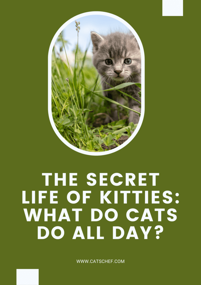 Kediciklerin Gizli Yaşamı: Kediler Bütün Gün Ne Yapar?