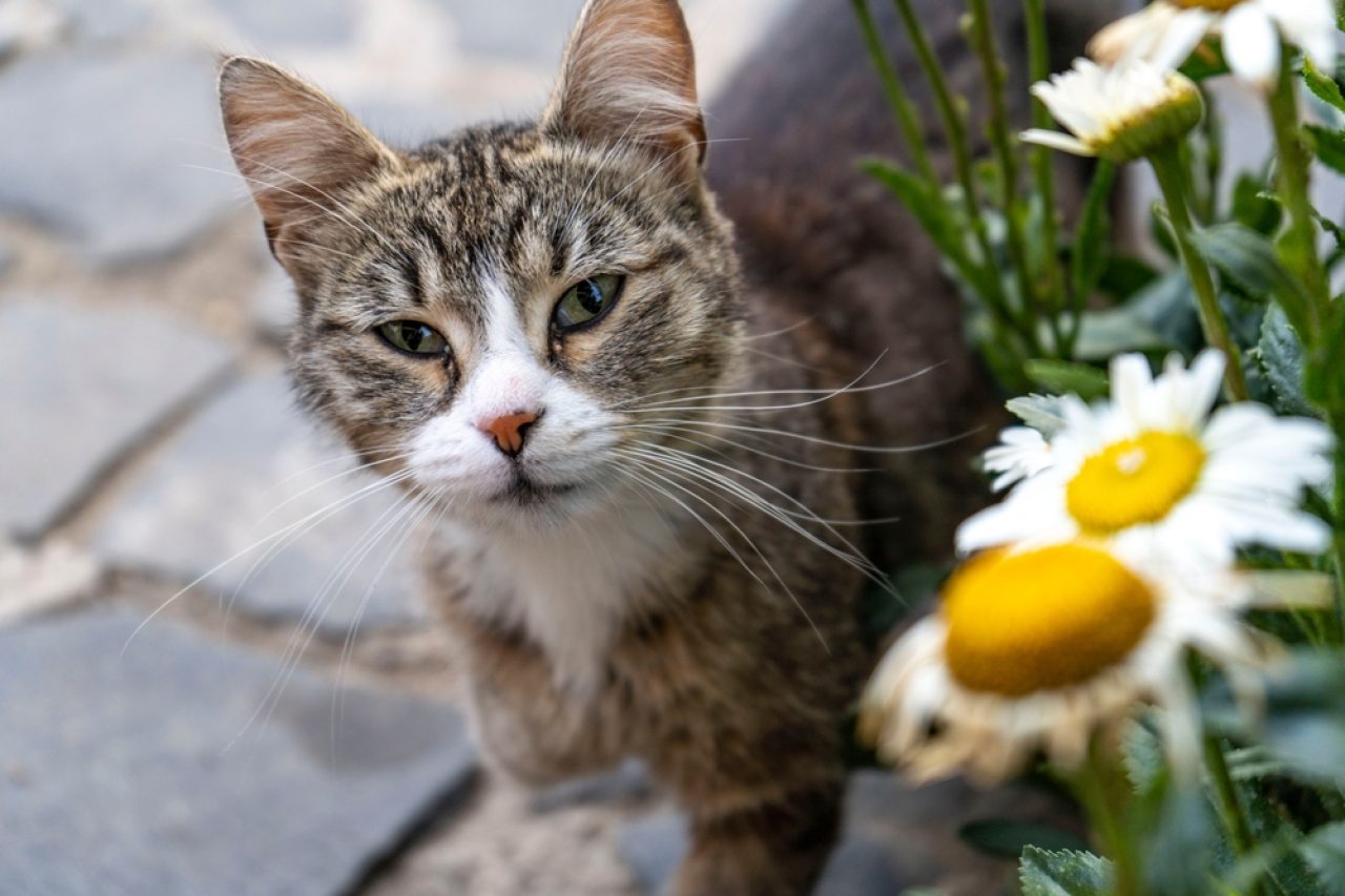 Cesur Küçüğünüz İçin 170+ En İyi Üç Bacaklı Kedi İsmi