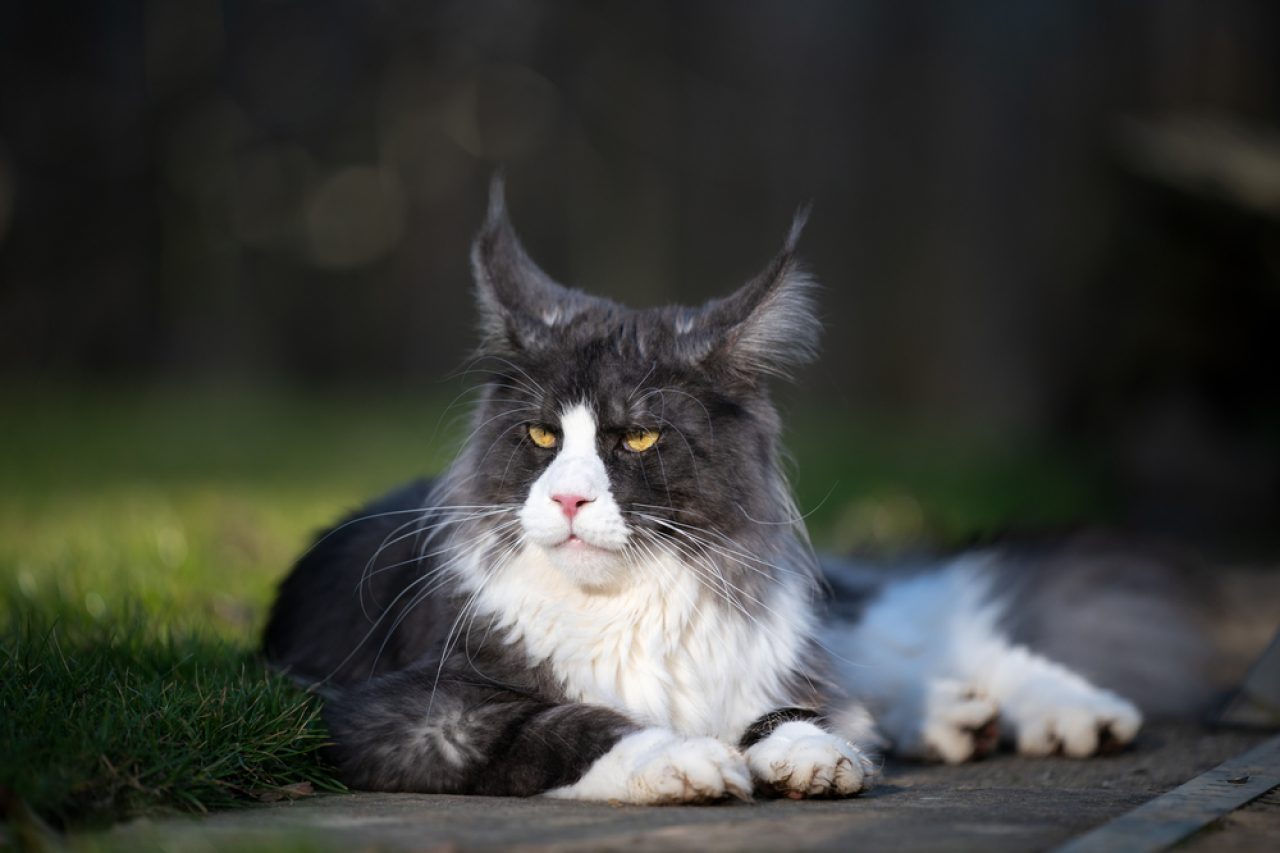 Smokinli Maine Coon: Kedilerin Gizemli 007'si