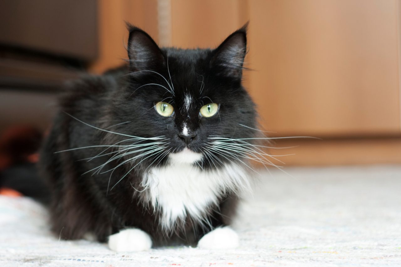 Tuxedo Maine Coon: The Mysterious 007 Of Cats