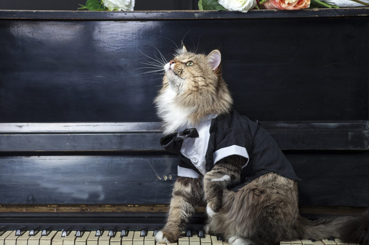 Tuxedo Maine Coon: The Mysterious 007 Of Cats