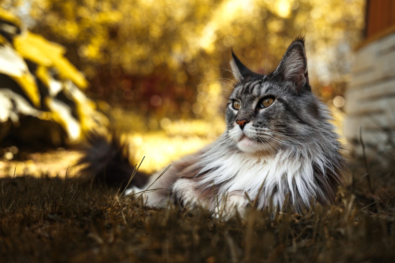 Tuxedo Maine Coon: The Mysterious 007 Of Cats