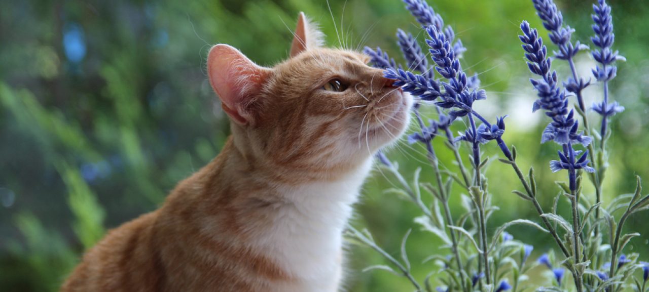 What Smells Deter Cats From Peeing 13 Fragrances To Try Out 11 1280x577 