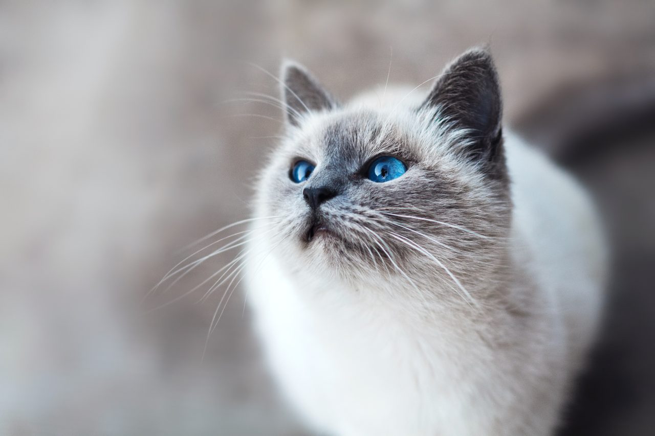 What Smells Deter Cats From Peeing: 13 Fragrances To Try Out