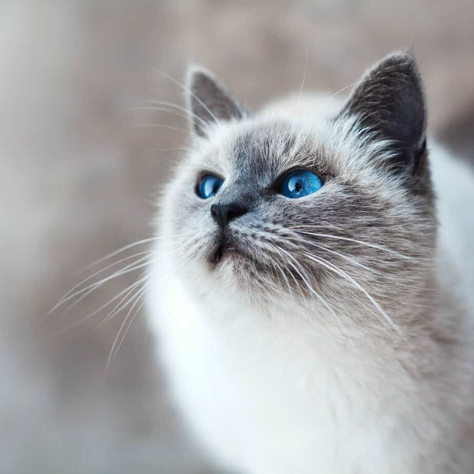 What Smells Deter Cats From Peeing? 13 Fragrances To Try Out