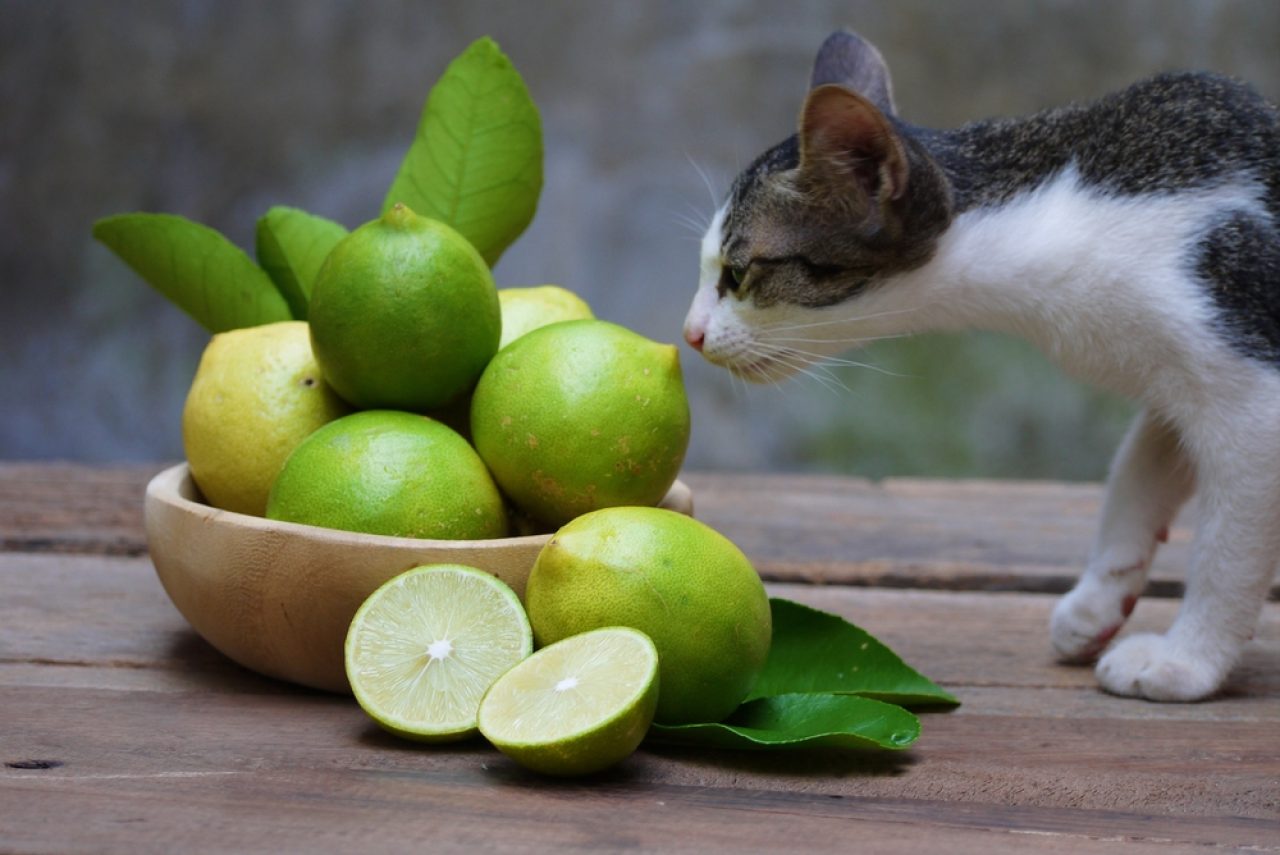 What Smells Deter Cats From Peeing: 13 Fragrances To Try Out