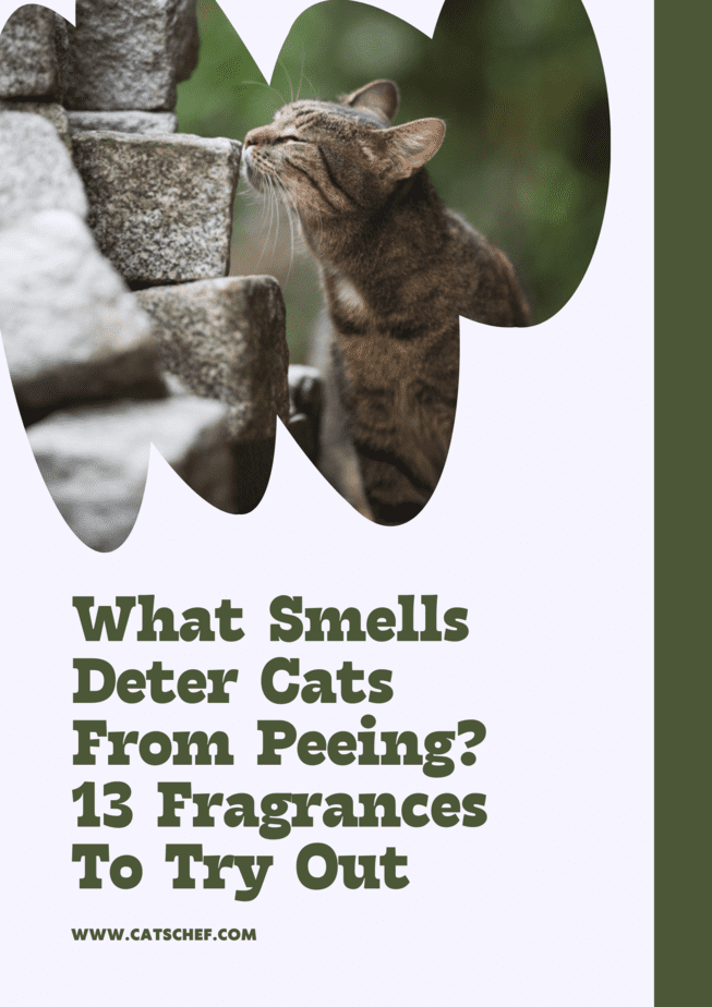 What Smells Deter Cats From Peeing? 13 Fragrances To Try Out