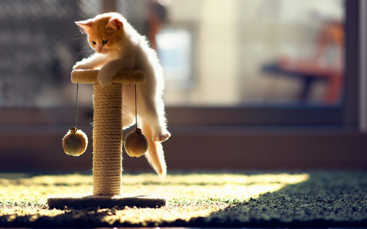 Yavru Kediler Ne Zaman Sakinleşir? Her Zaman Hiperaktif midirler?