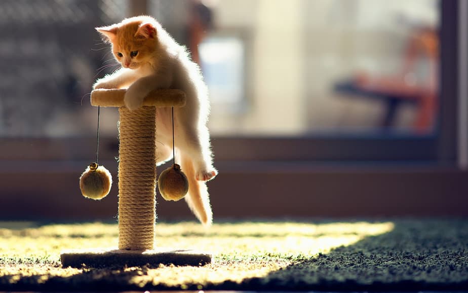 When Do Kittens Calm Down? Are They Always As Hyperactive?