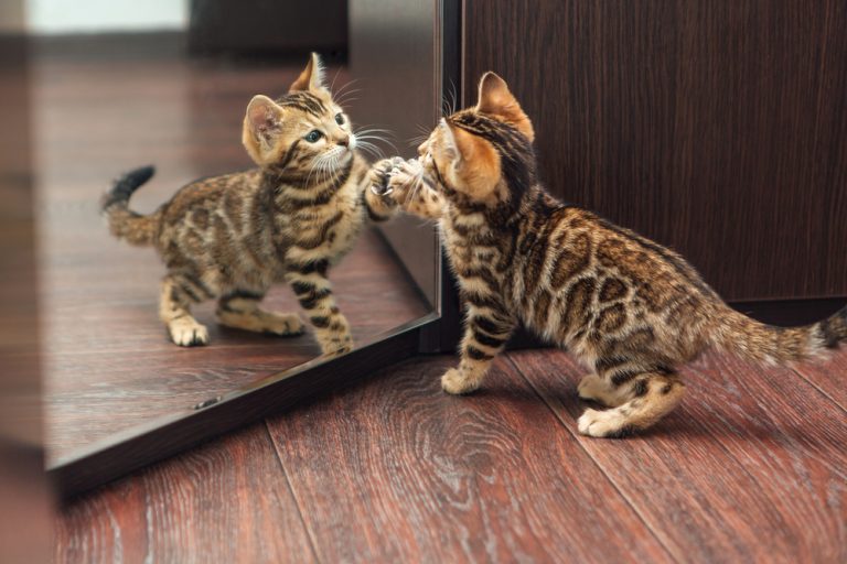 When Do Kittens Calm Down Are They Always As Hyperactive When do kittens calm down are they always as hyperactive