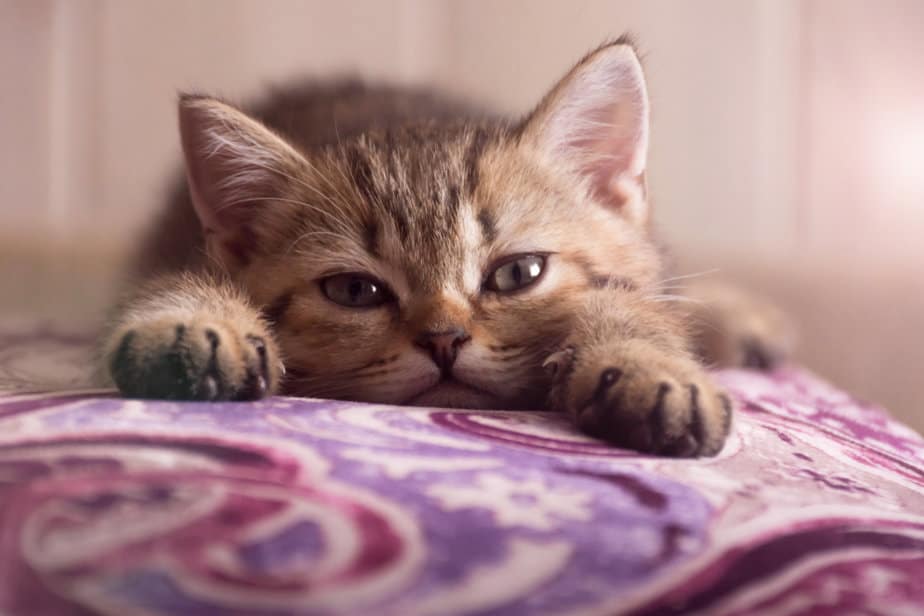 When Do Kittens Calm Down? Are They Always As Hyperactive?