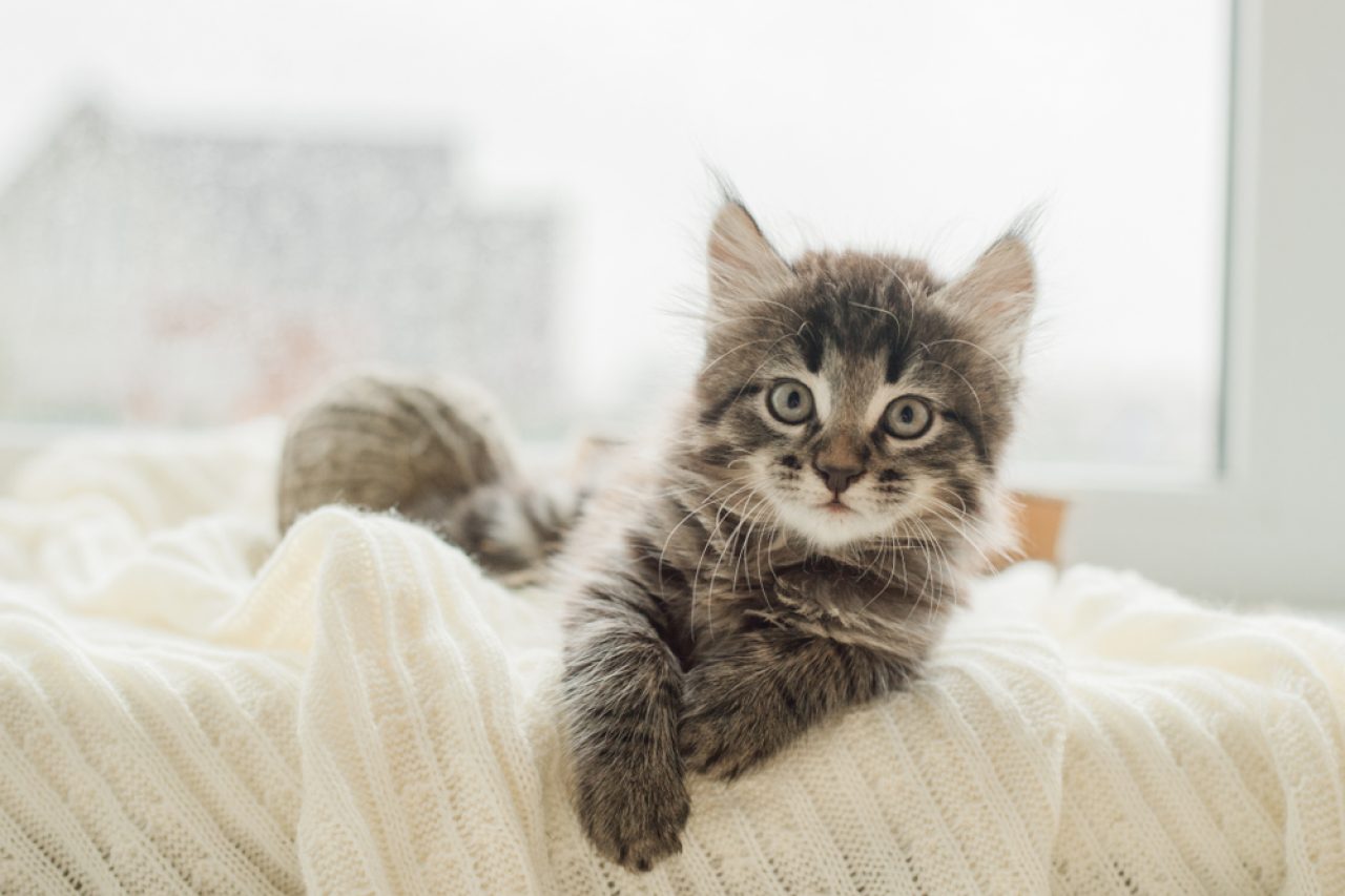 Yavru Kediler Ne Zaman Sakinleşir? Her Zaman Hiperaktif midirler?