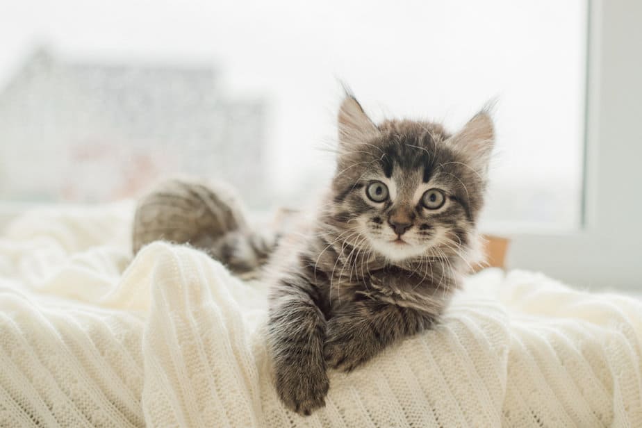 When Do Kittens Calm Down? Are They Always As Hyperactive?