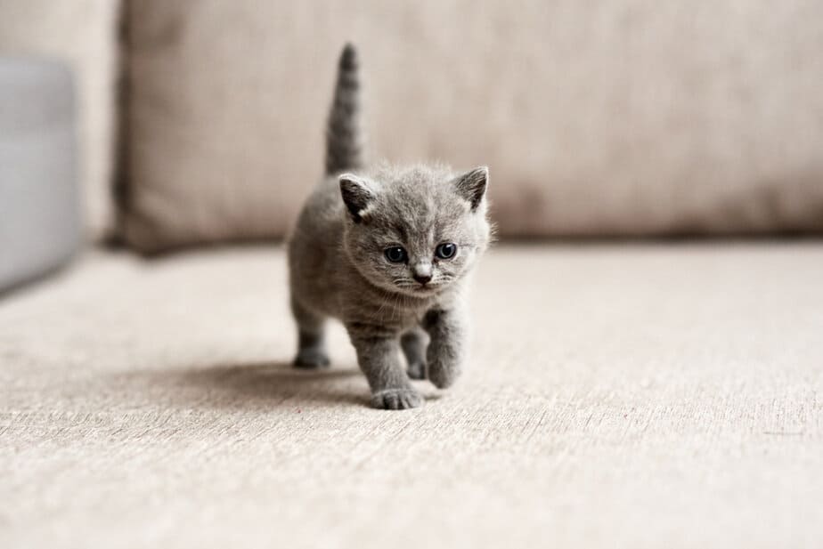 When Do Kittens Calm Down? Are They Always As Hyperactive?