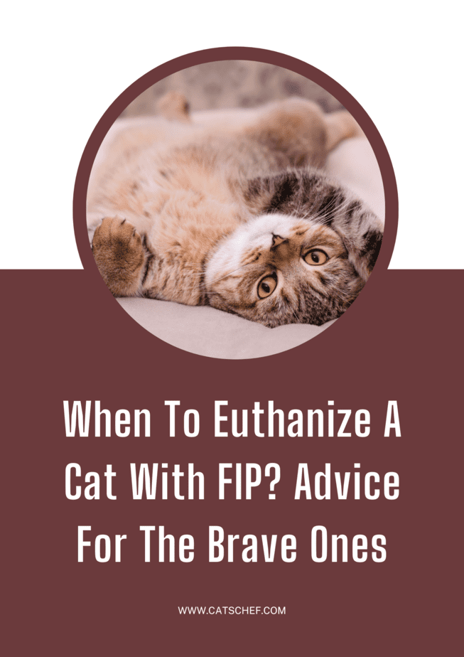 FIP'li Bir Kediye Ne Zaman Ötenazi Yapılmalı? Cesur Olanlar İçin Tavsiyeler