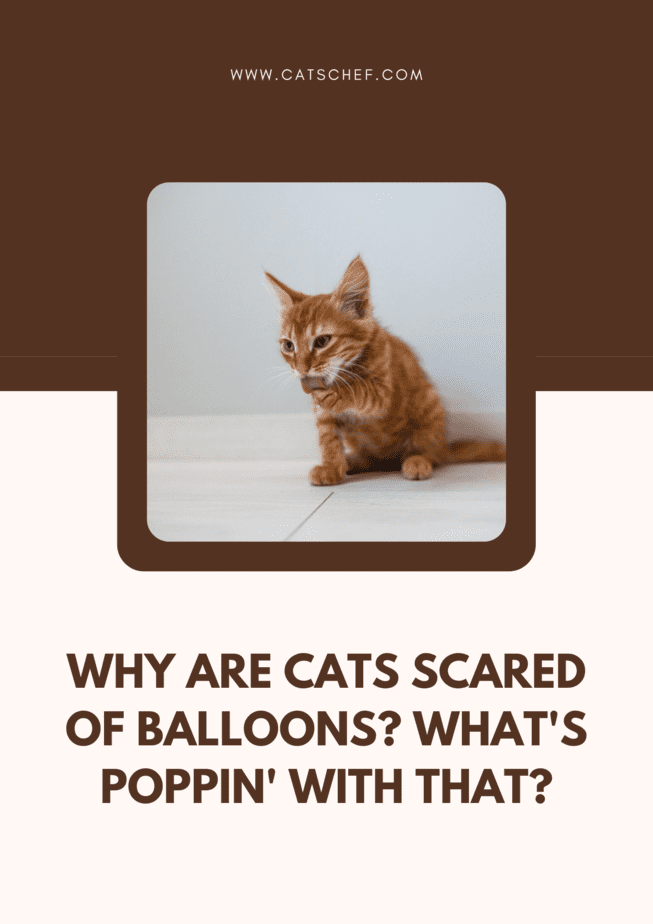Why Are Cats Scared Of Balloons? What's Poppin' With That?