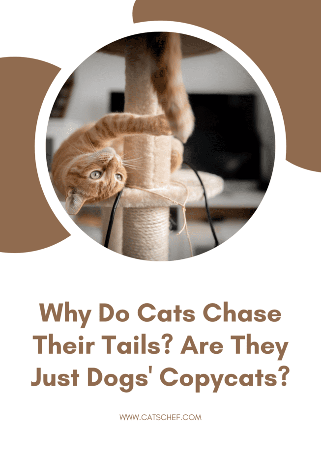 Why Do Cats Chase Their Tails? Are They Just Dogs' Copycats?